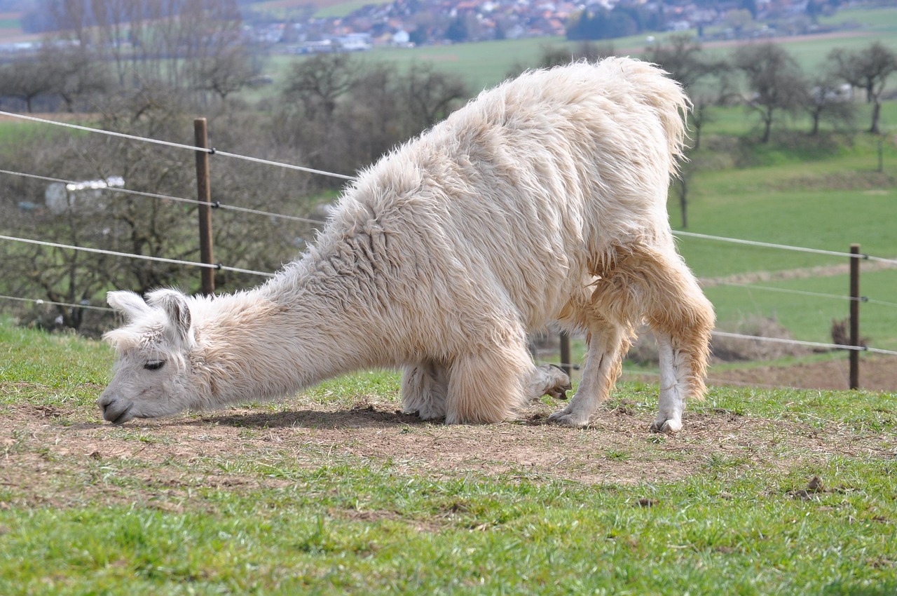 长亭科技实名账号：电力代理平台
