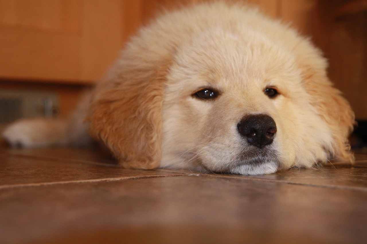 微博实名账号：app直播软件详情下载教程